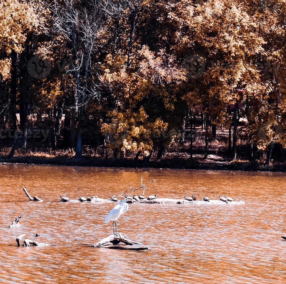 grullas en el agua foto