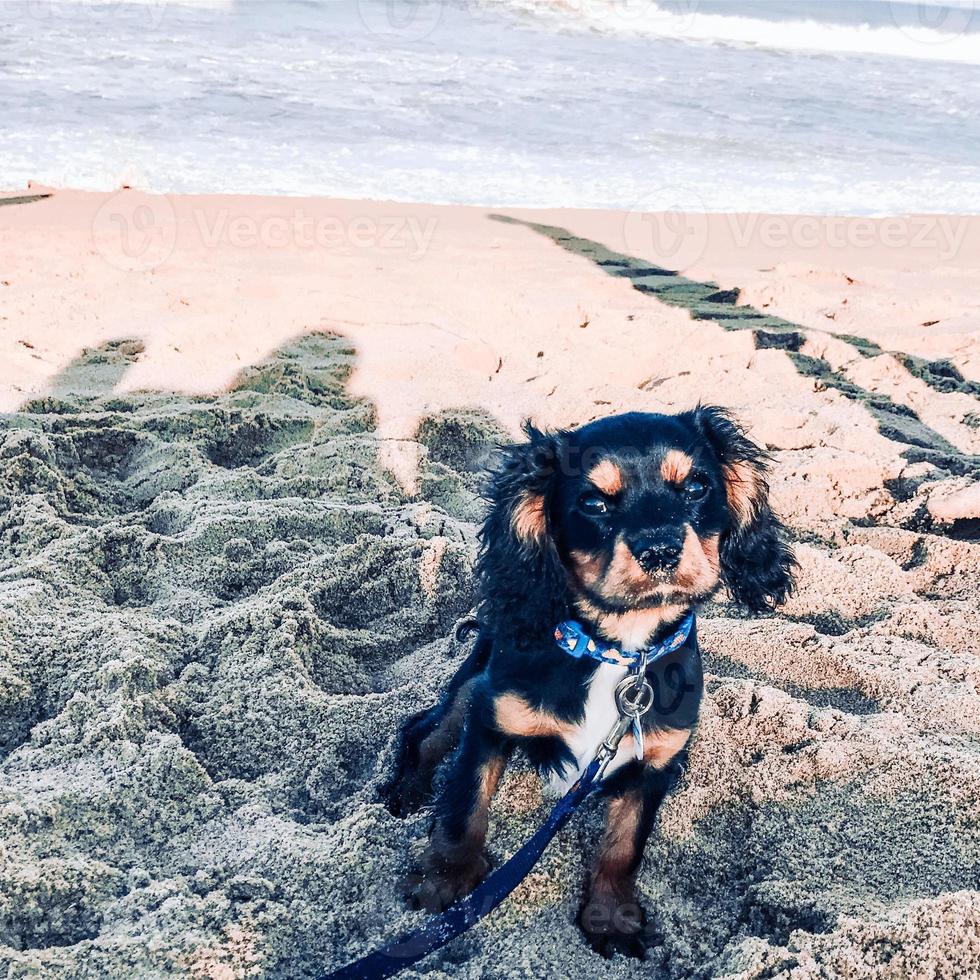 perro en la playa foto