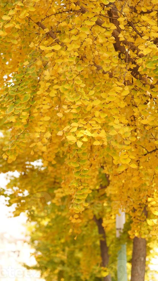 The beautiful autumn view with the colorful leaves on the tree in the city photo