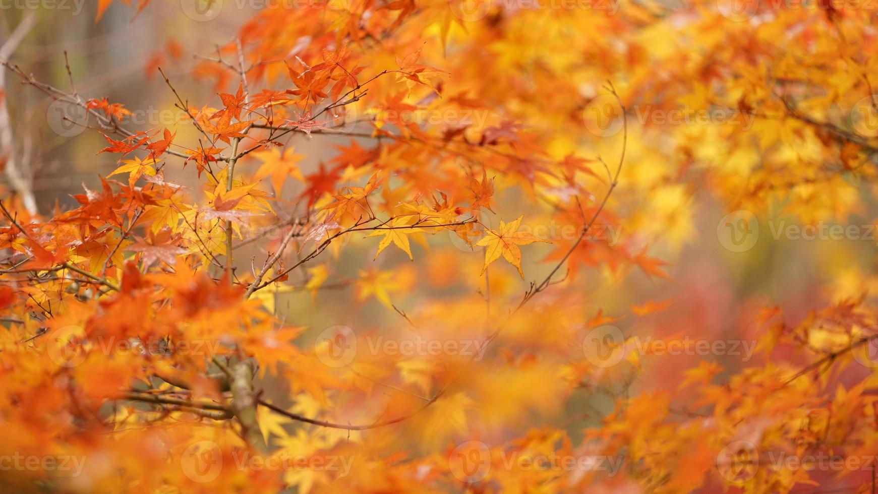 la hermosa vista otoñal con las hojas coloridas en el árbol de la ciudad foto