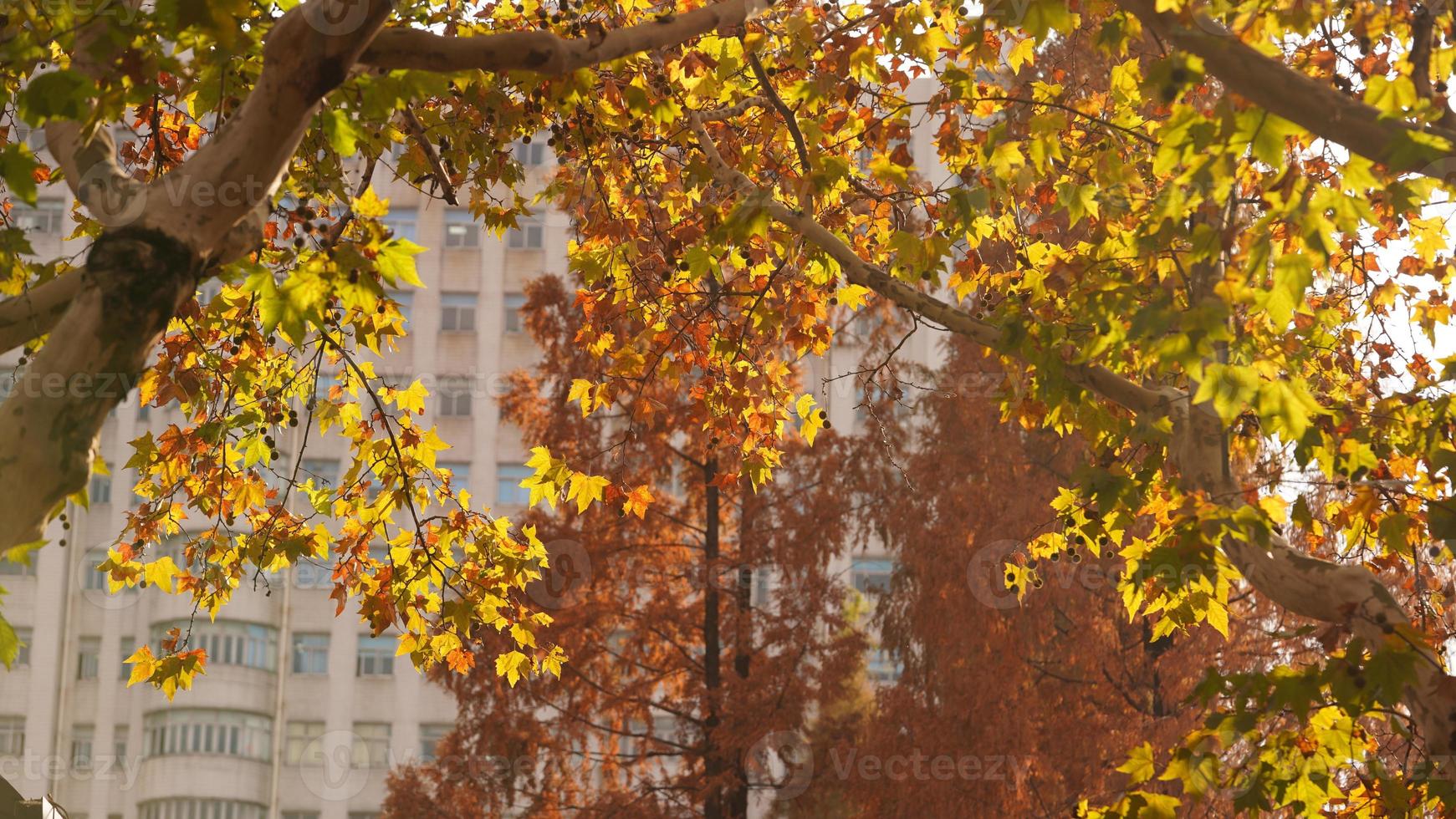 The beautiful city view with the yellow autumn leaves and old buildings under the warm autumn sunlight photo
