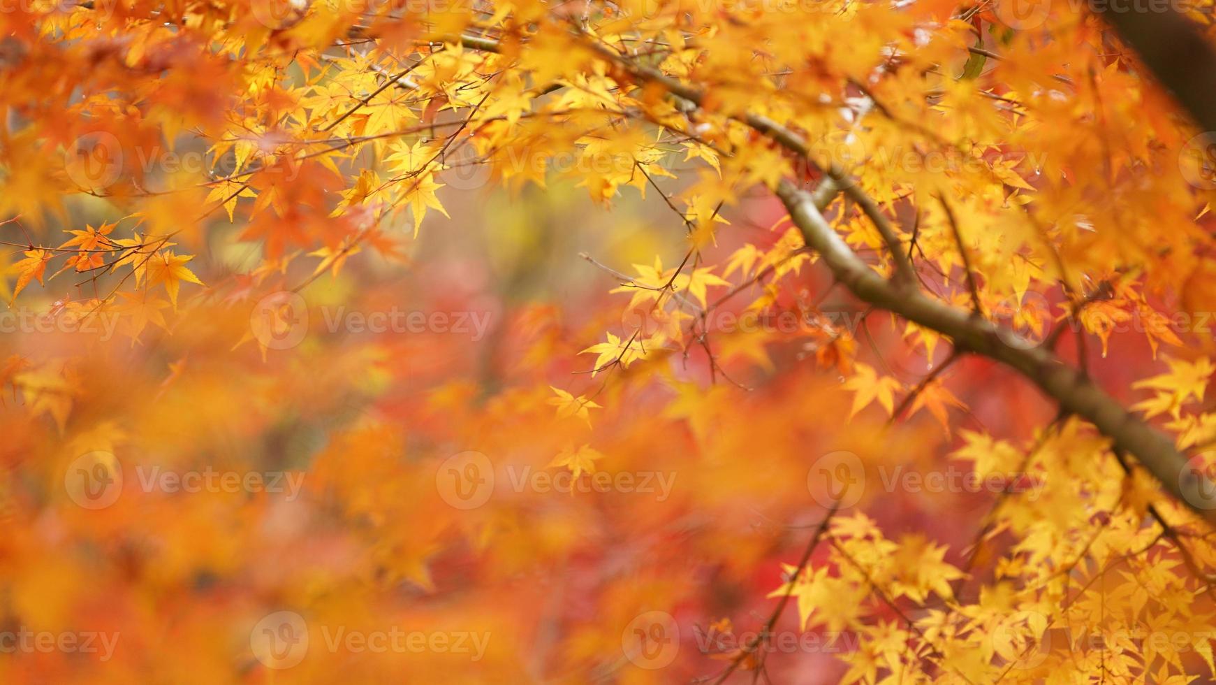 The beautiful autumn view with the colorful leaves on the tree in the city photo