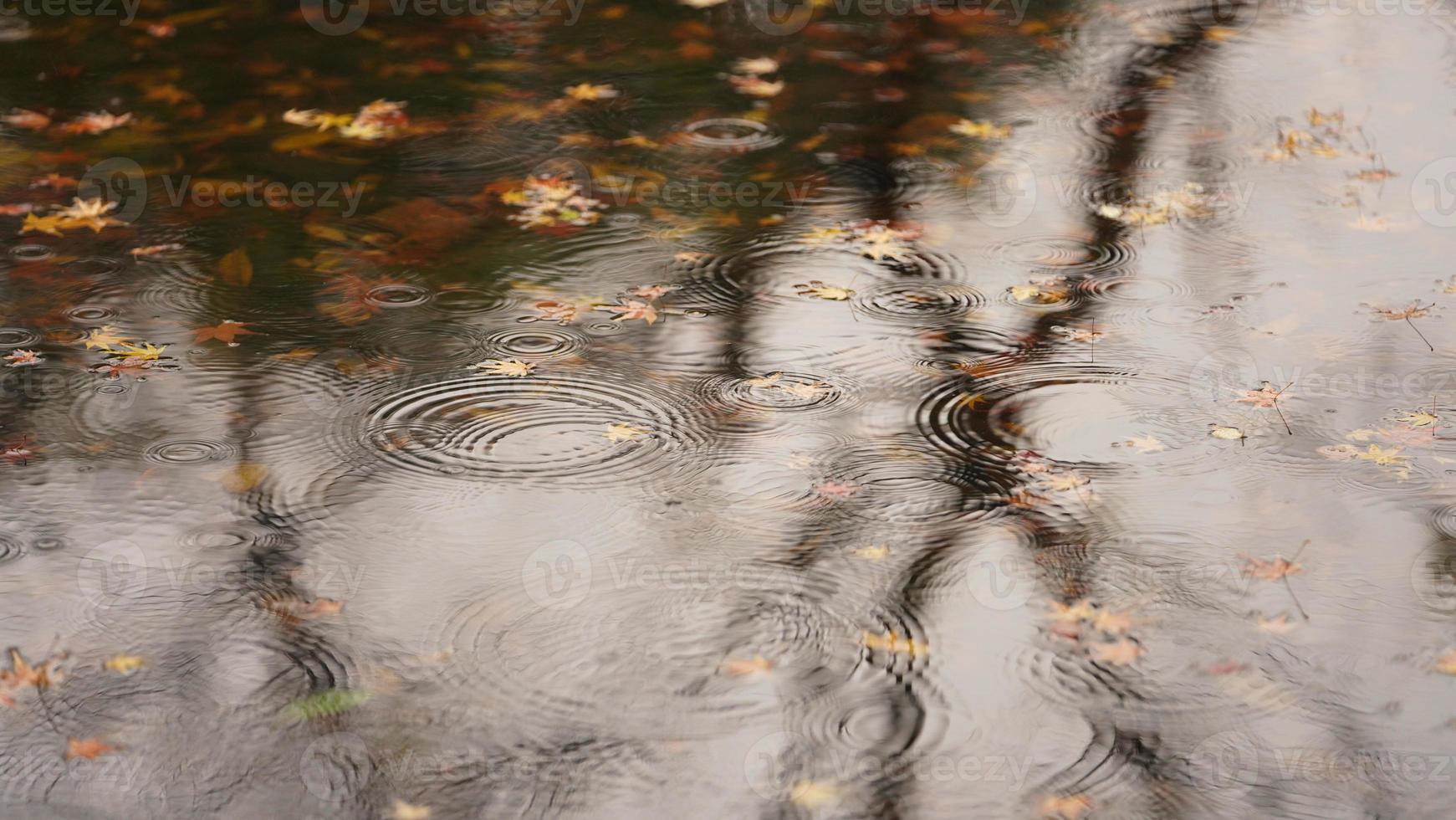 The autumn view with the rainy droplets dropping on the water surface in the pond photo