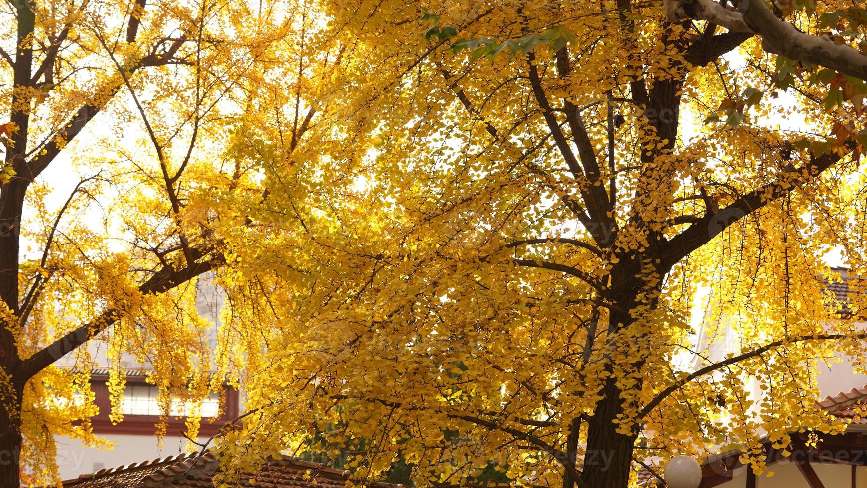 The beautiful autumn view with the colorful leaves on the tree in the city photo