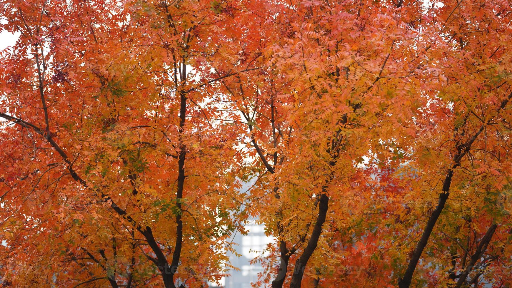 la hermosa vista otoñal con las hojas coloridas en el árbol de la ciudad foto