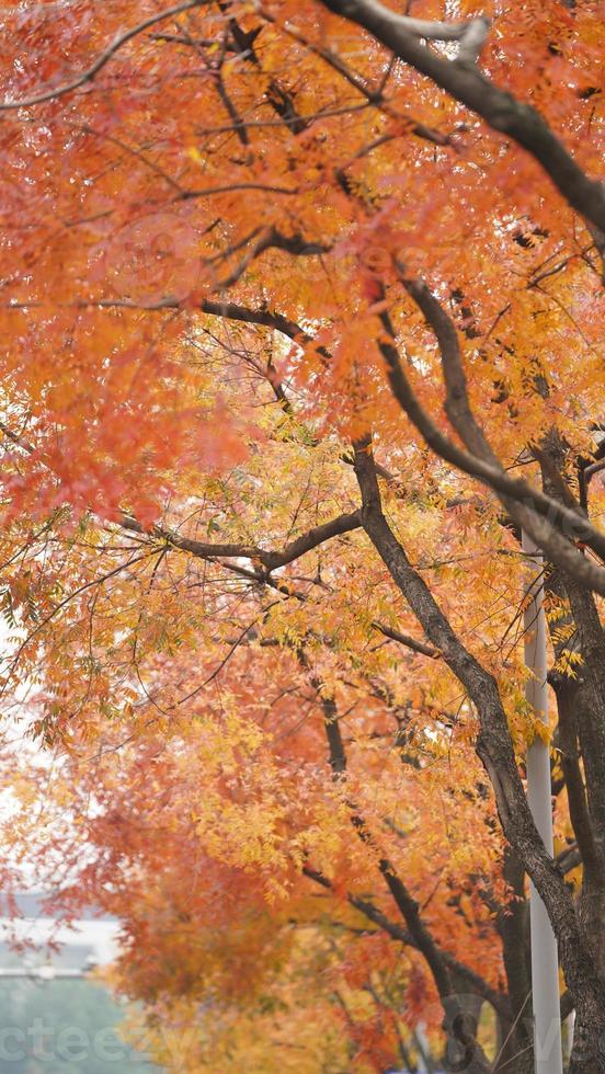 The beautiful autumn view with the colorful leaves on the tree in the city photo