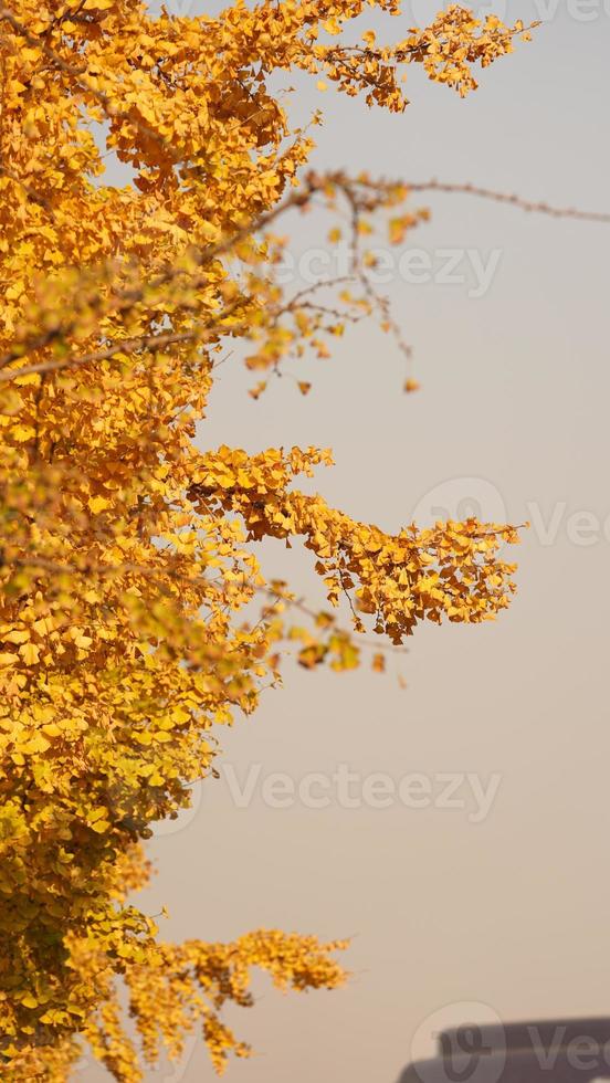 The beautiful autumn view with the colorful leaves on the tree in the city photo