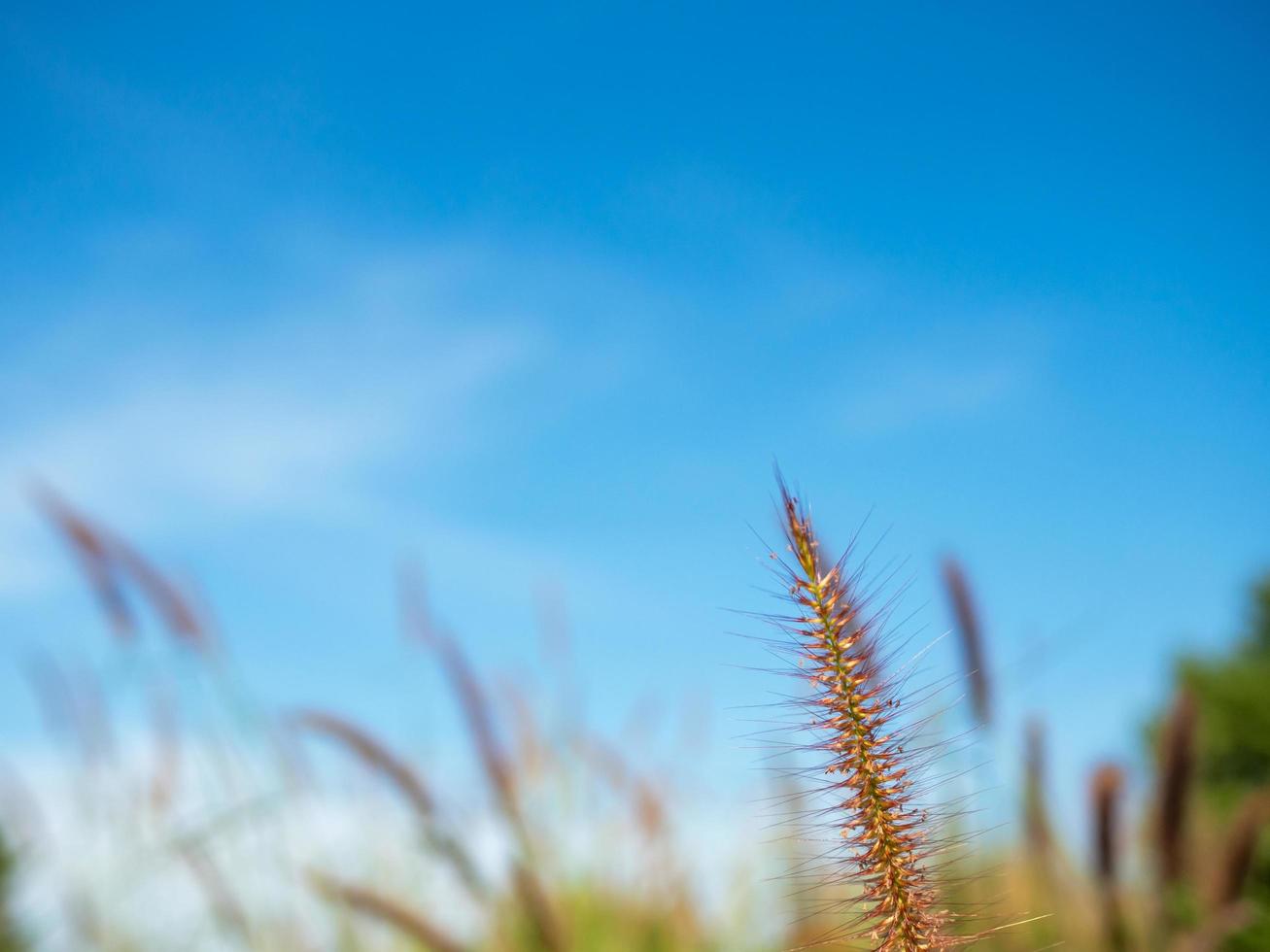 Close up of grass flowers On a sky background.soft focus images. selective focus photo