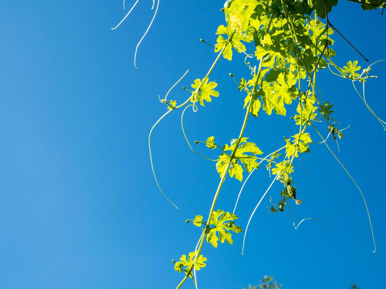 The shoots and flowers of the pumpkin tree On the background is a bright blue sky. photo