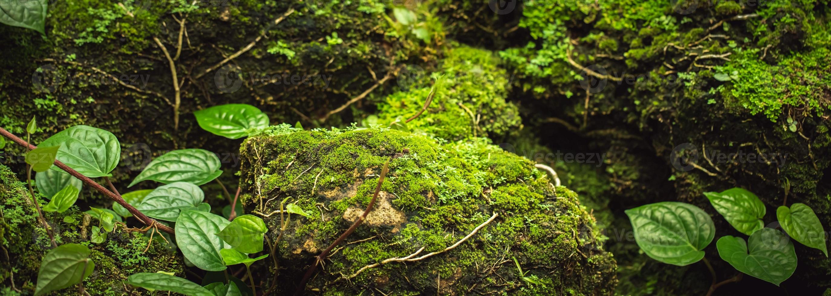 natural green moss on the rock photo