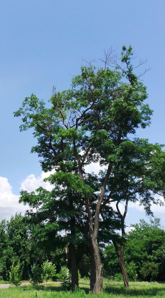 Lonely robinia pseudo acacia under the blue sky photo