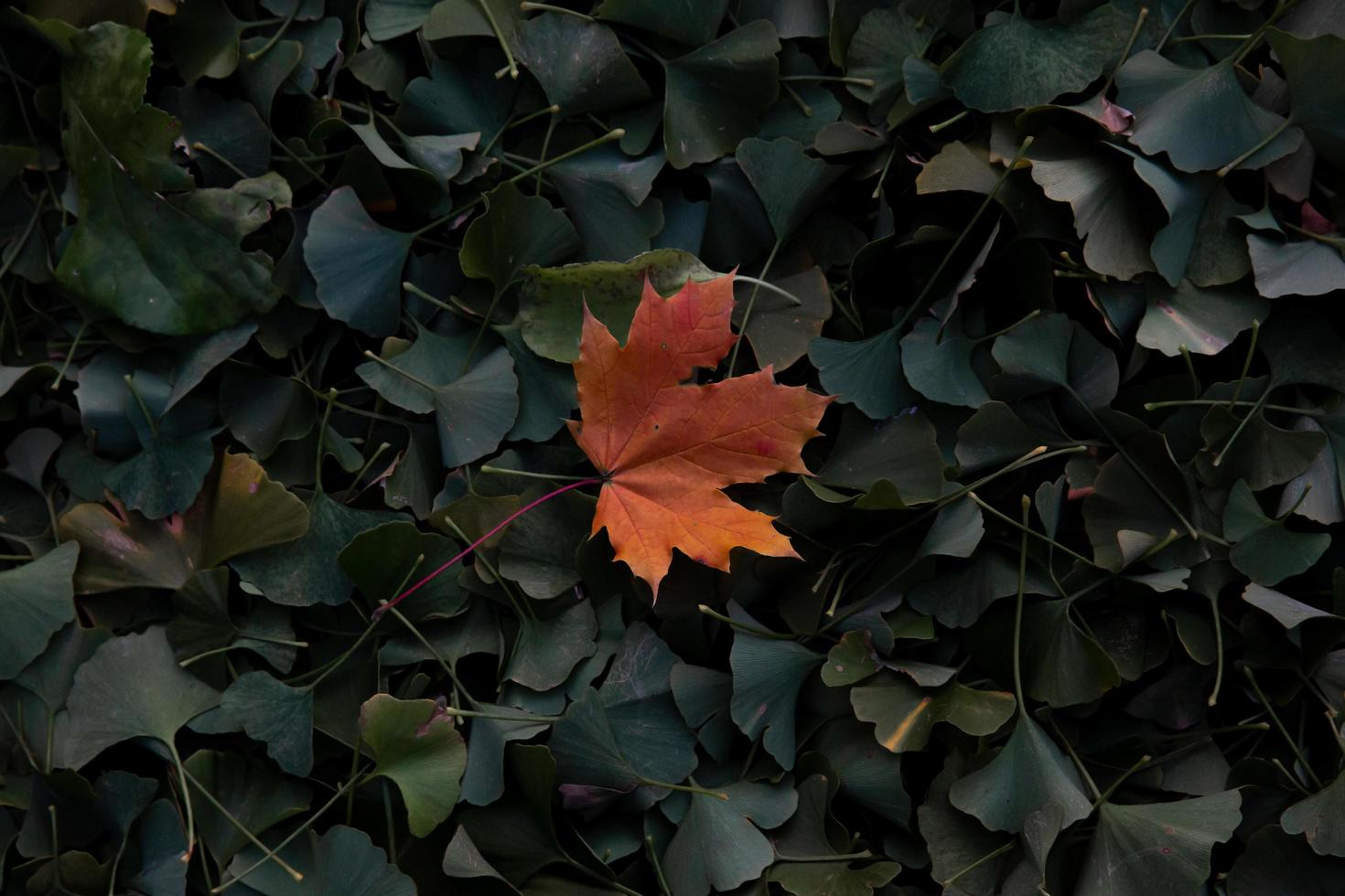 Autumn leaves on the ground photo