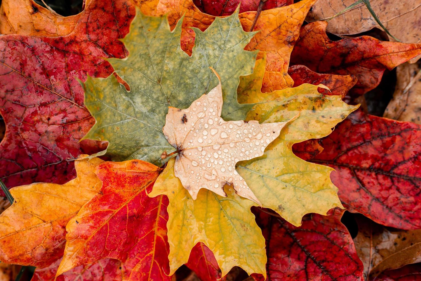 Autumn leaves on the ground with raindrops photo