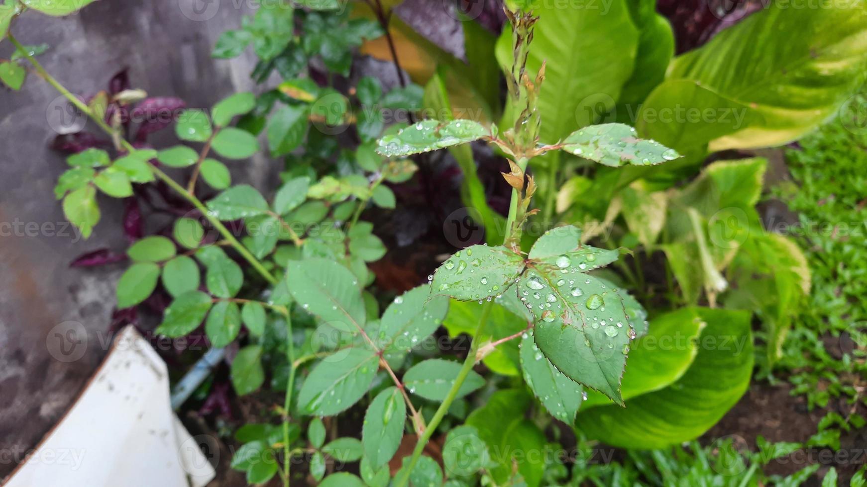 The leaves of the rose plant are covered with raindrops photo