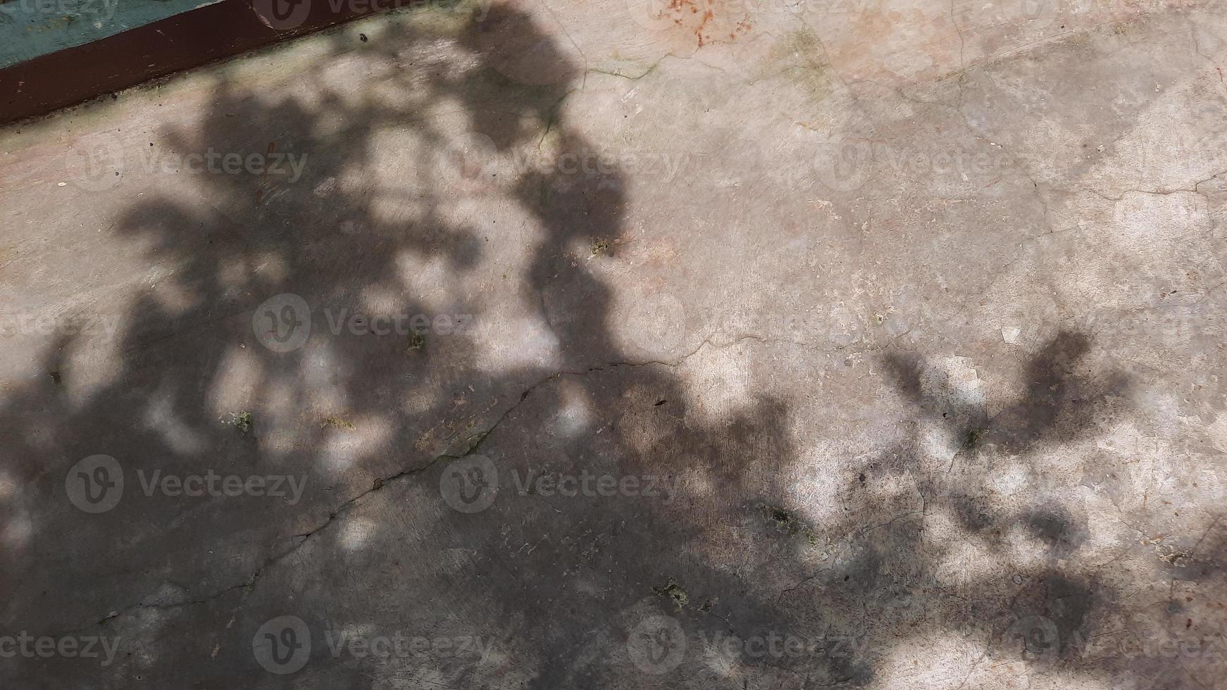 Shadows of leaves on the cement floor photo