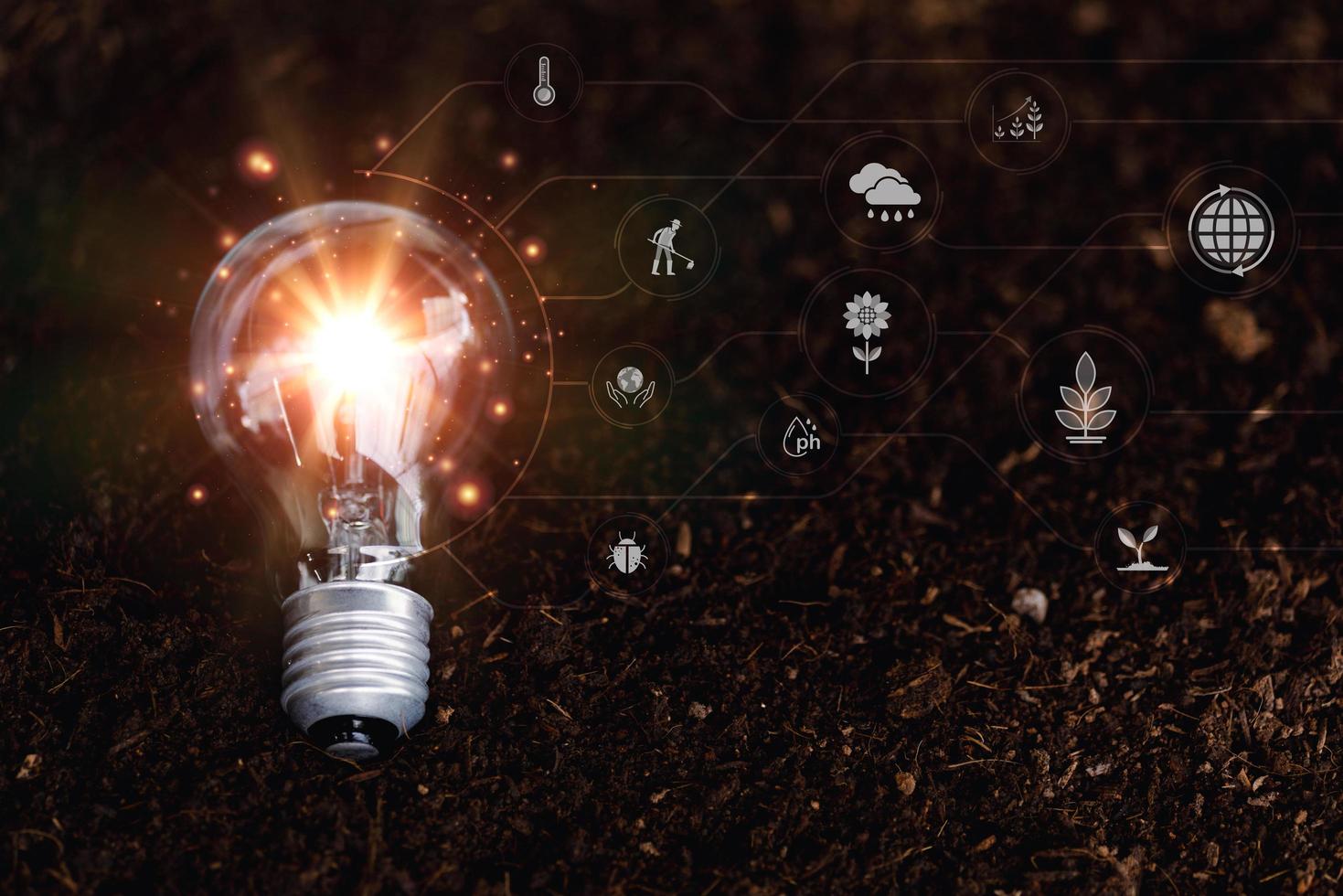 The bulbs are on fertile soil,The concept of abundance in the soil, preserving the environment,organic vegetable growing,ecological development,non-toxic agriculture,composting photo