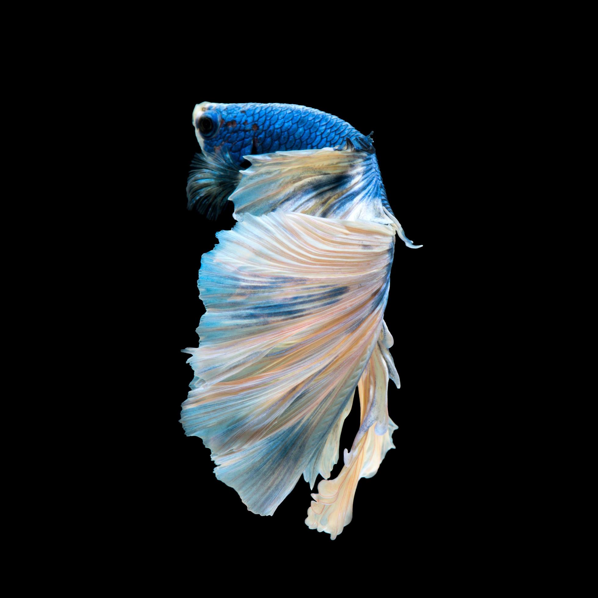 blue betta on black background 13039259 Stock Photo at Vecteezy