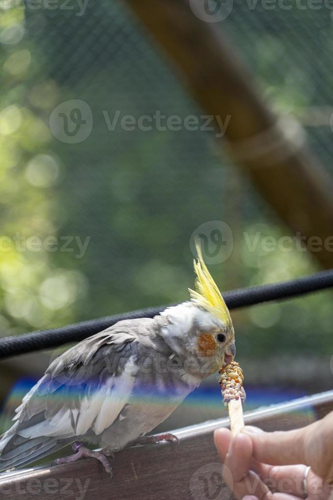Nymphicus hollandicus, young woman giving food to a bird, grains stuck on a wooden stick and the bird fed, mexico photo