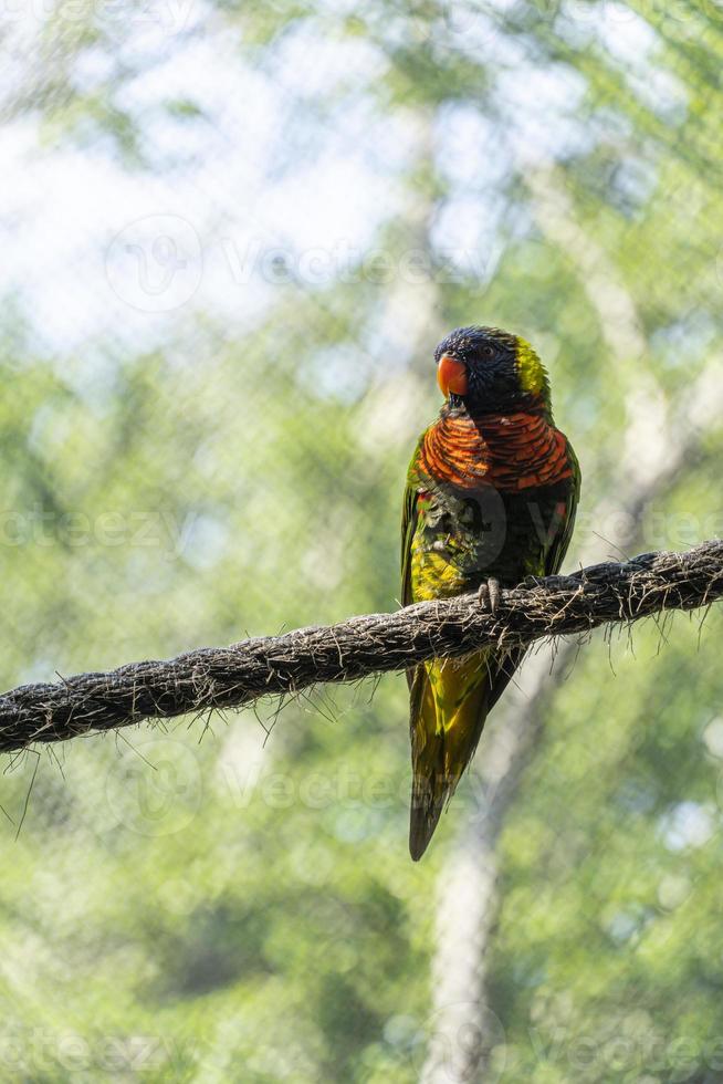 Trichoglossus haematodus haematodus rainbow lori, a bird that has a very beautiful color combination mexico photo