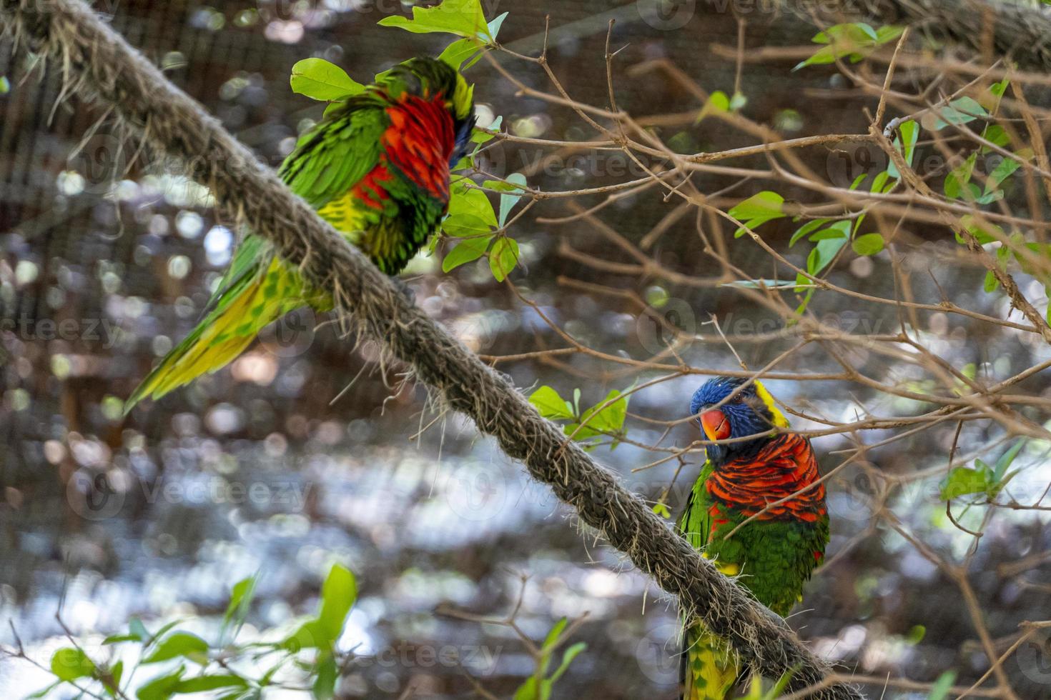 Trichoglossus haematodus haematodus rainbow lori, a bird that has a very beautiful color combination mexico photo