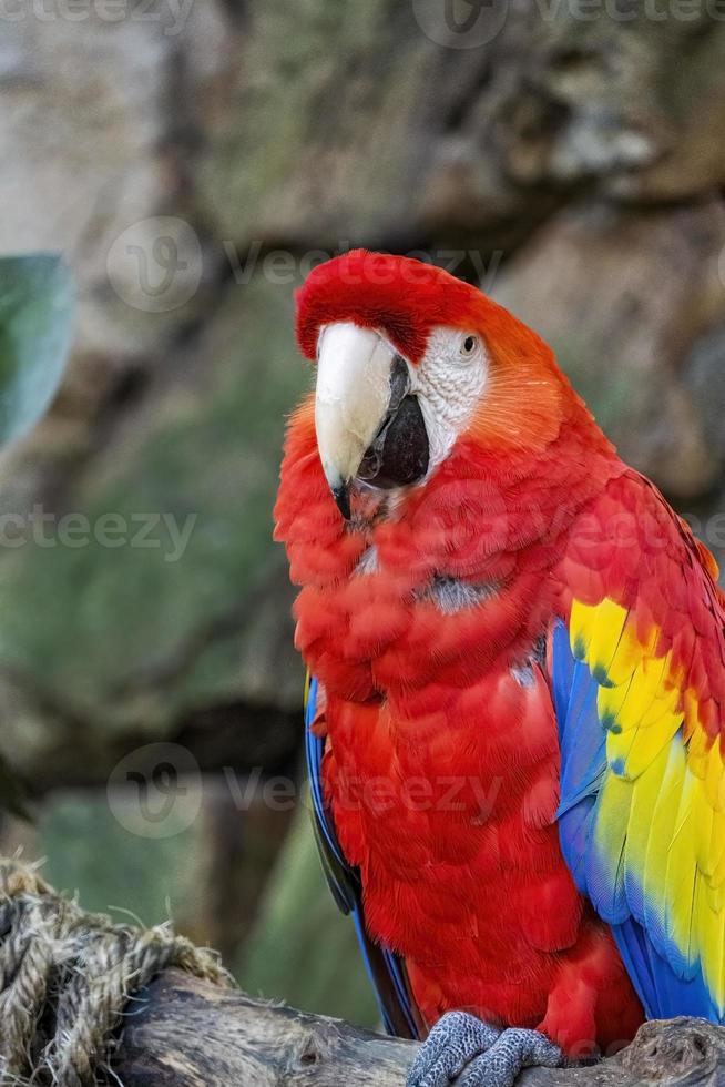 Ara macao Portrait of colorful Scarlet Macaw parrot against jungle