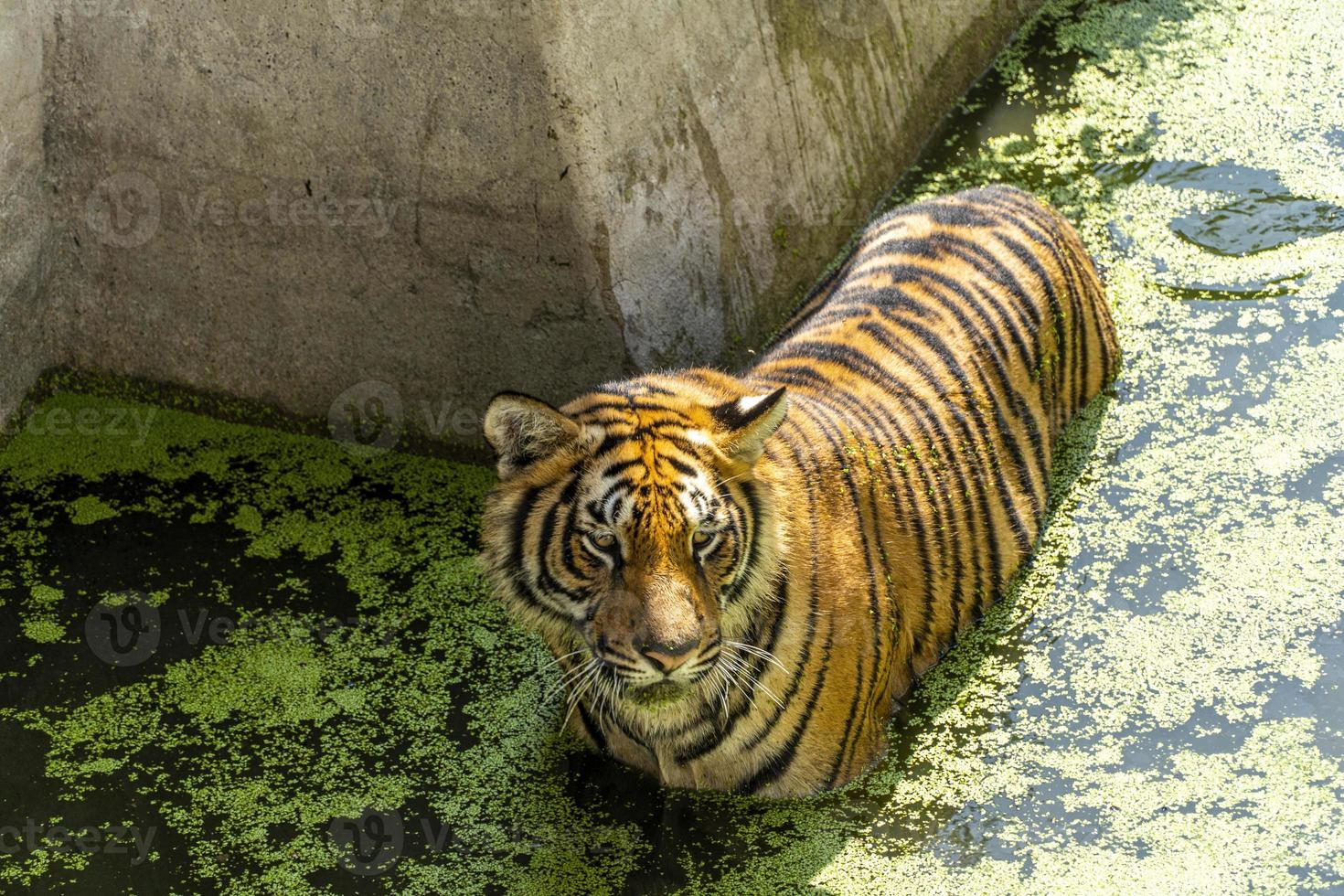 Panthera tigris tigris tigre peeking out of its shelter at the zoo, mexico photo
