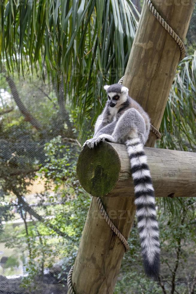 anillsfs tailed lemur, Lemuroidea, sitting quietly on a branch observing humans, mexico photo