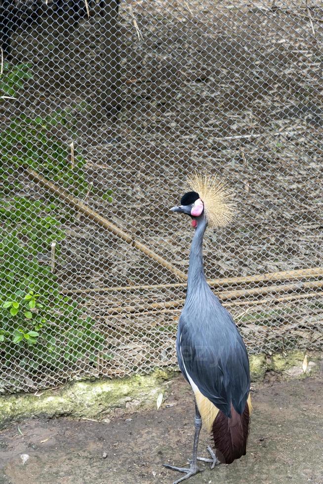 crowned crane, Balearica regulorum, inside a mesh cage at the zoo, a bird with brightly colored feathers, Mexico photo