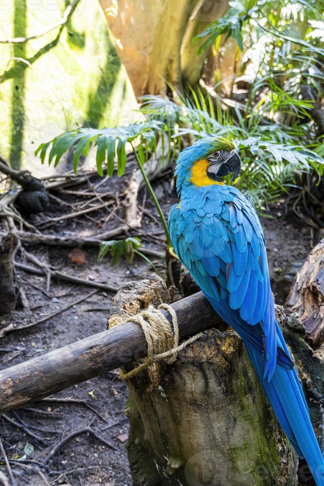 Ara ararauna golden blue macaw, blue and yellow colors, intense colors, beautiful bird perched on a branch, guadalajara photo