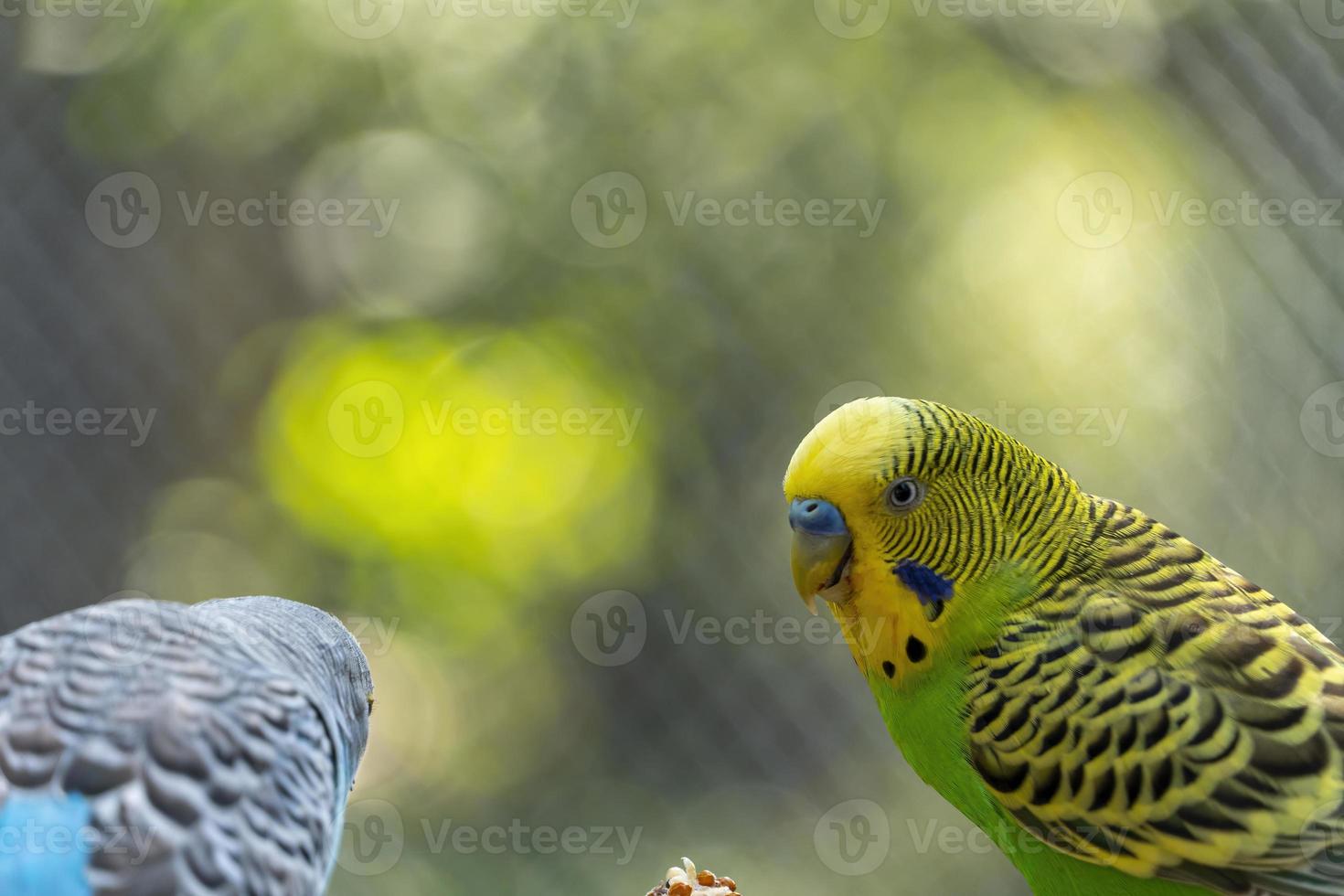 Melopsittacus undulatus, parakeet bird eating seeds standing on a wire, background with bokeh, beautiful colorful bird, mexico photo