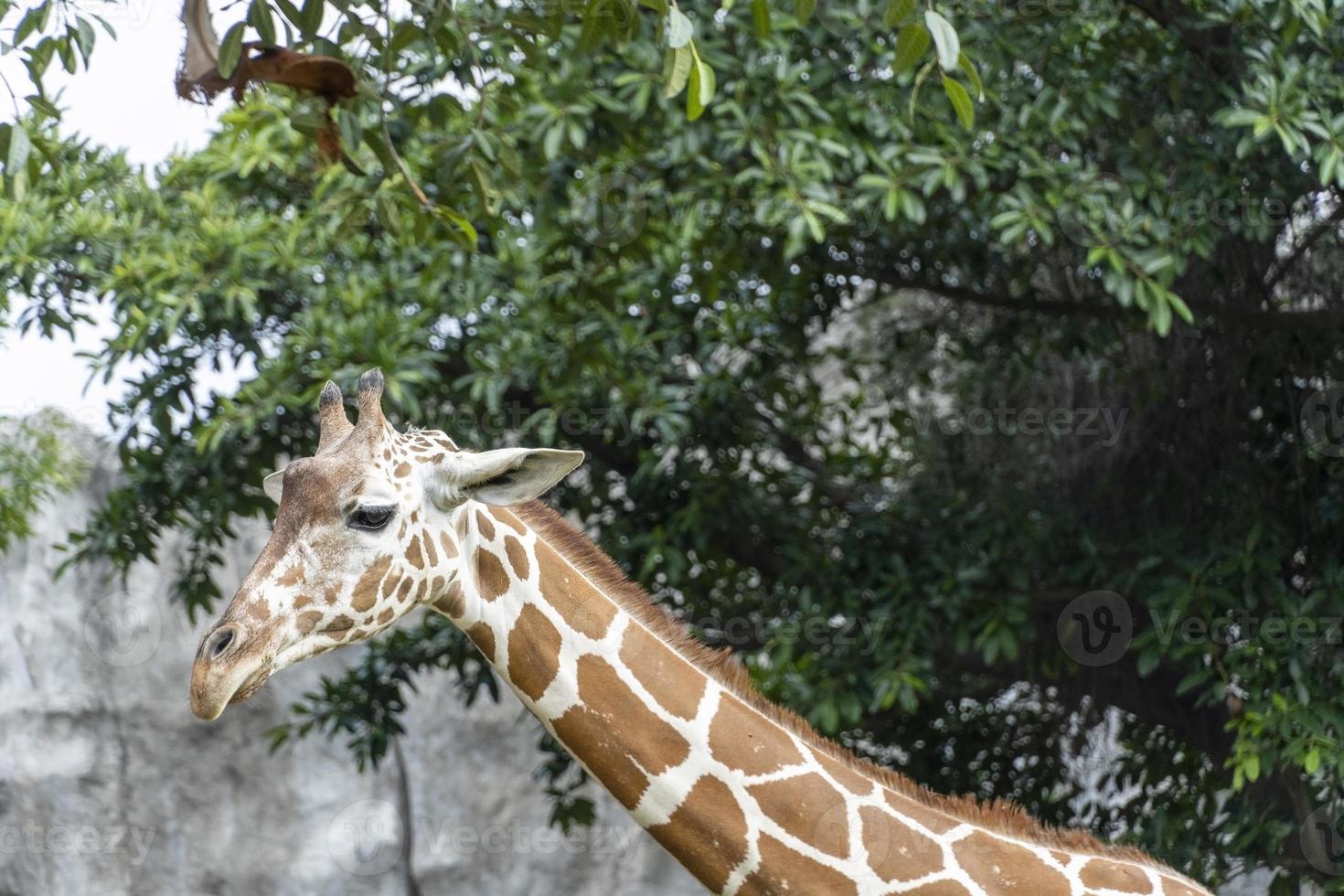 Giraffa camelopardalis reticulata giraffe's head, resting in the field, mexico photo