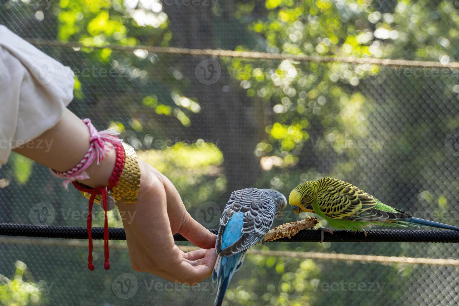 hermosa joven alimentando a un pájaro con un palo de madera con semillas pegadas, el pájaro se detiene para comer, canario, ninfa, méxico foto