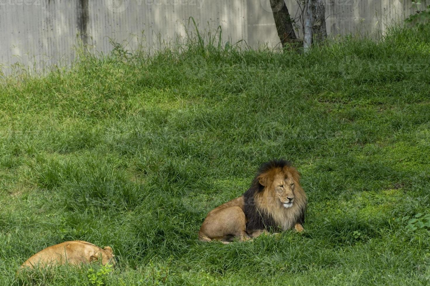 león y leona sentados descansando sobre la hierba, zoológico de méxico foto