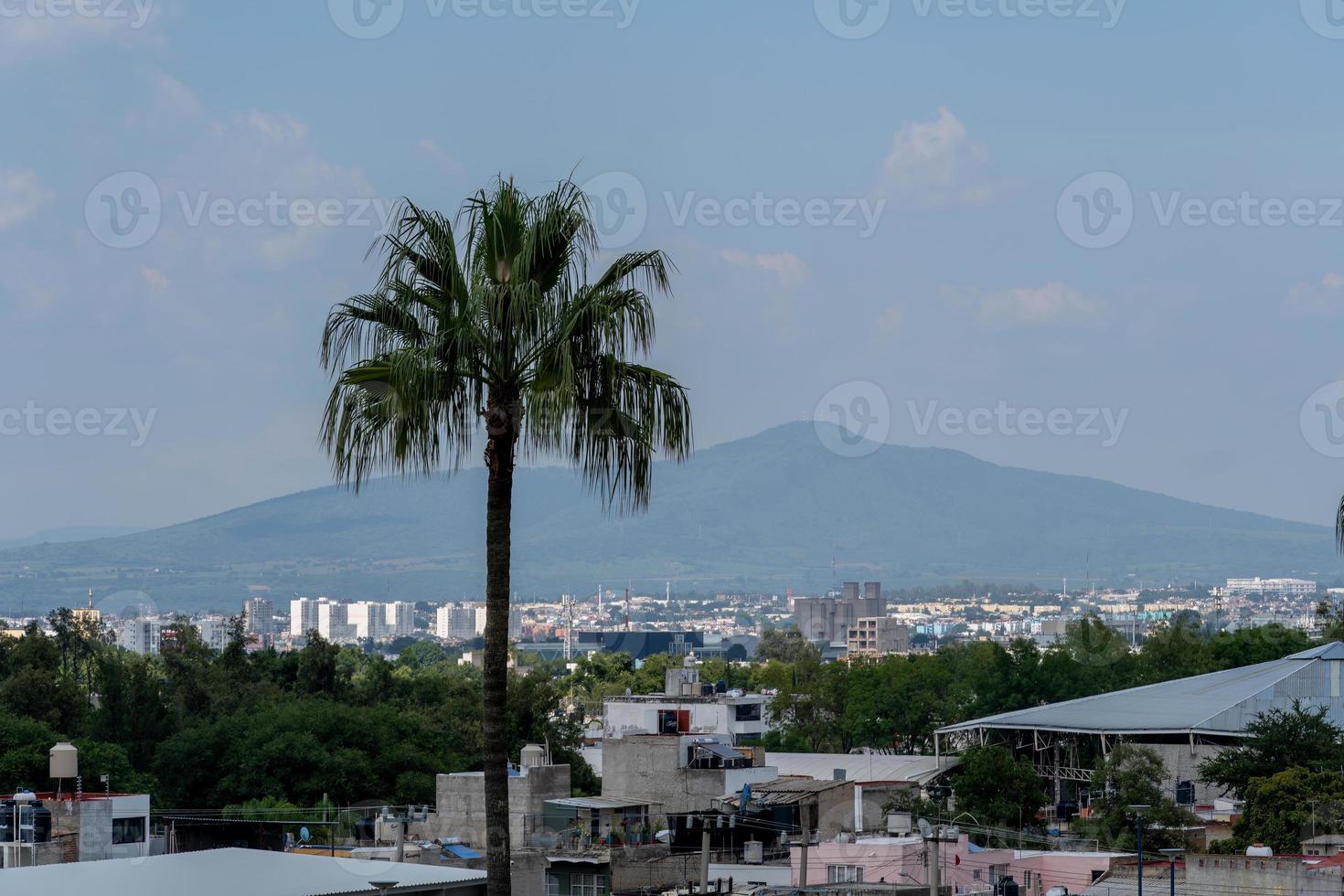 palm tree in the middle of the city, view of houses photo