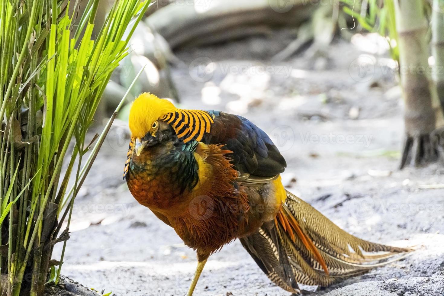 Chrysolophus pictus, golden pheasant beautiful bird with very colorful plumage, golds, blues, greens, mexico photo