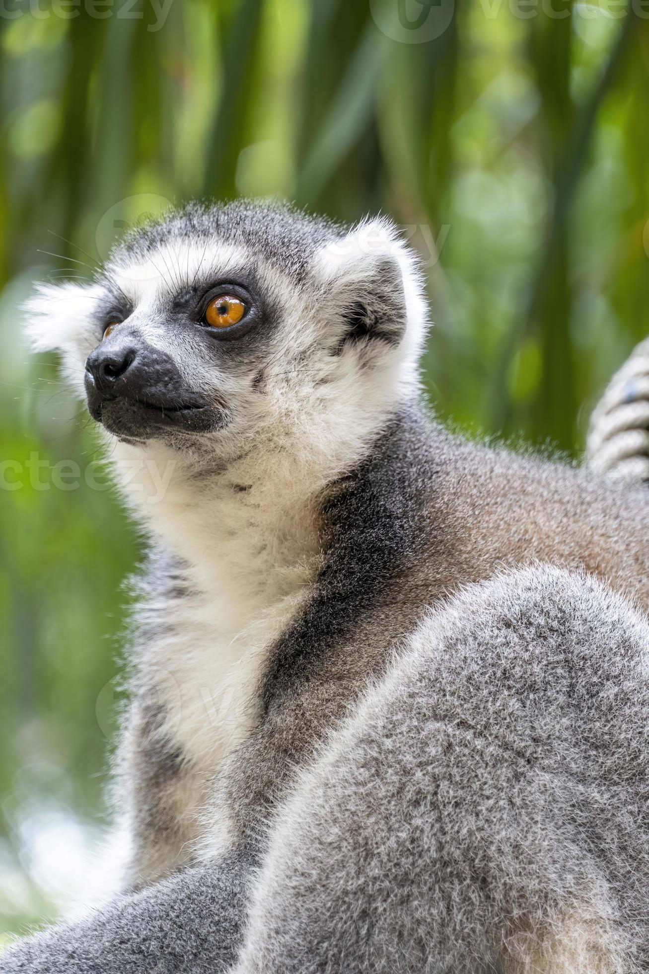 anillsfs tailed lemur, Lemuroidea, sitting quietly on a branch