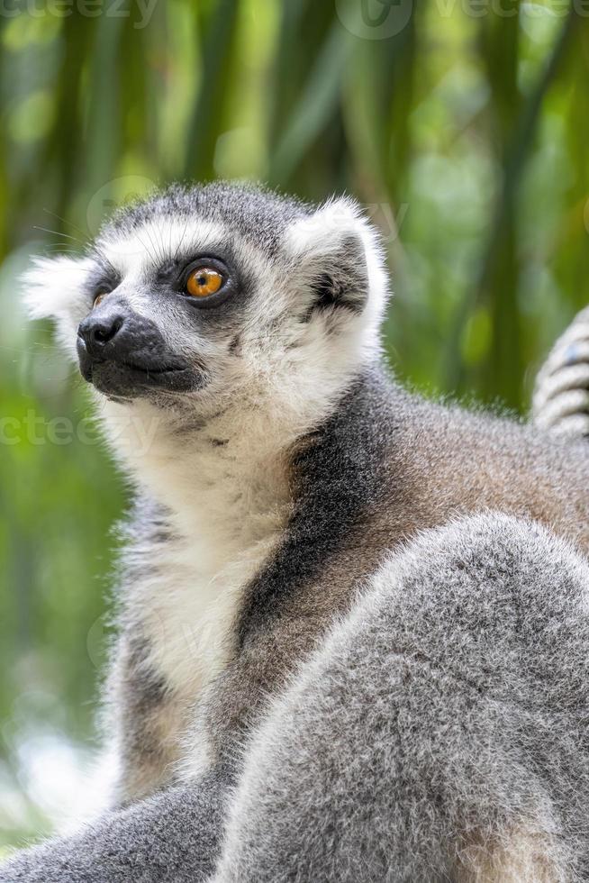 anillsfs tailed lemur, Lemuroidea, sitting quietly on a branch observing humans, mexico photo