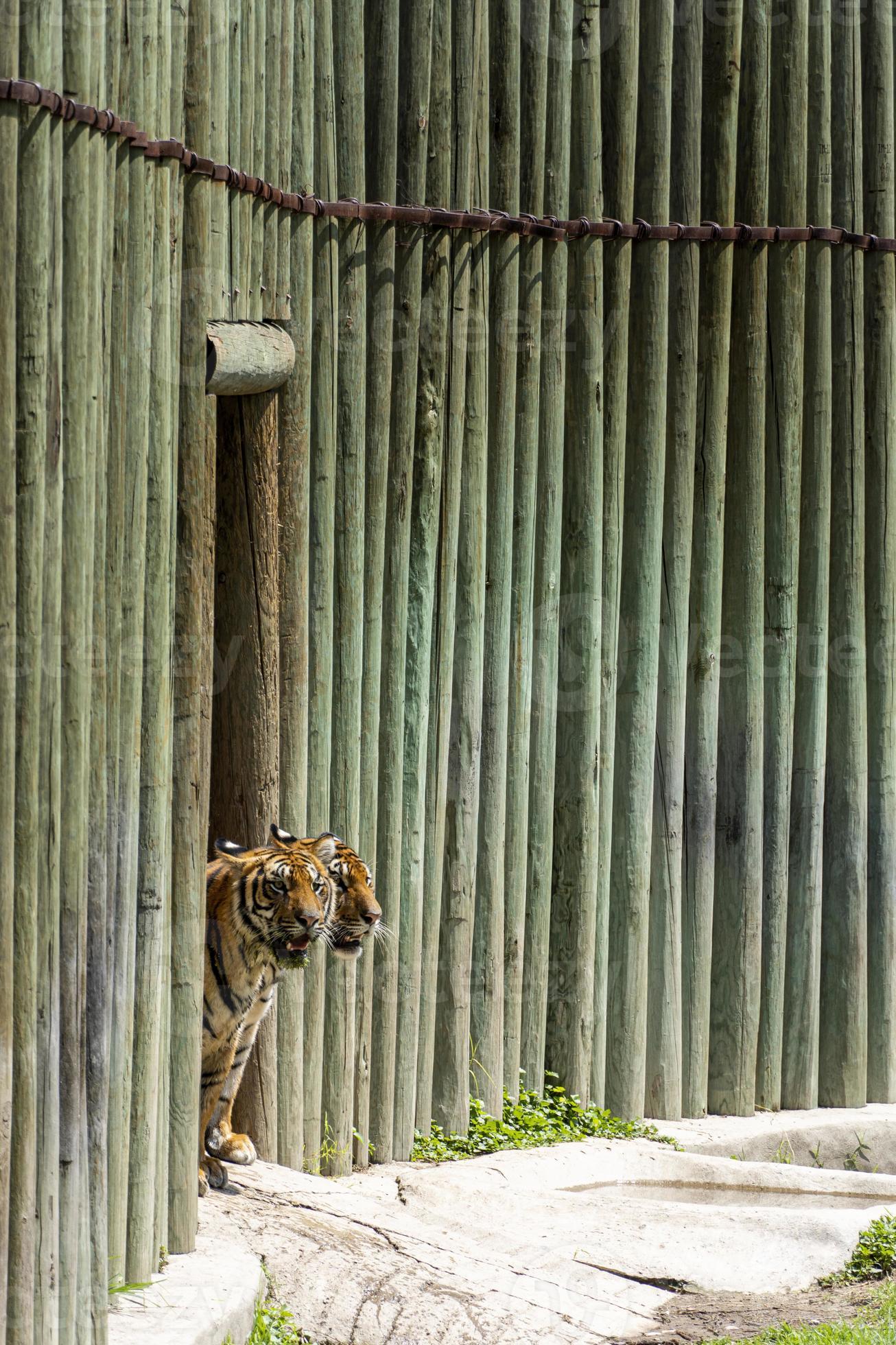 Bengal tiger (Panthera tigris tigris)