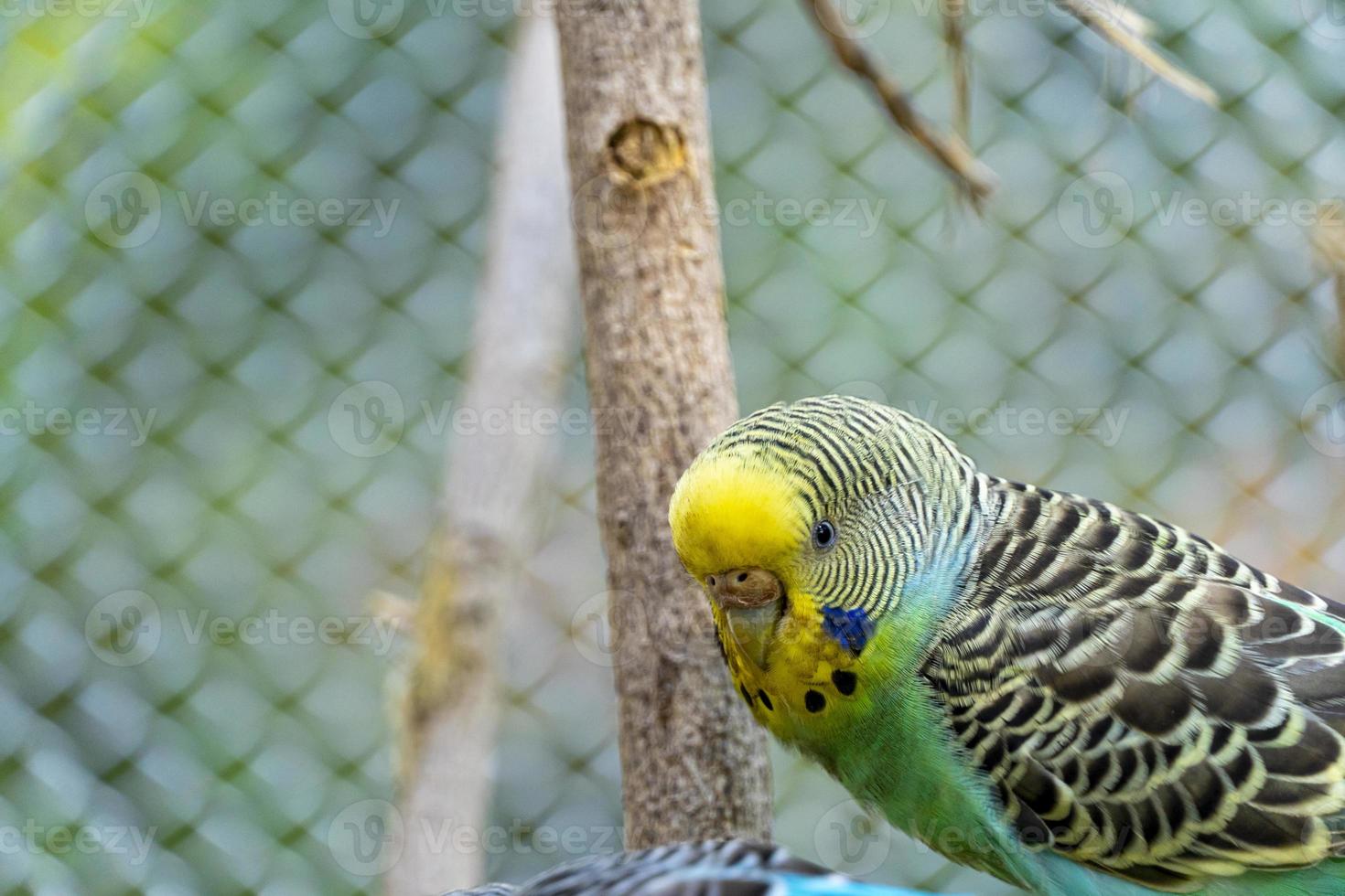 melopsittacus undulatus, pájaro periquito comiendo semillas de pie sobre un alambre, fondo con bokeh, hermoso pájaro colorido, méxico foto