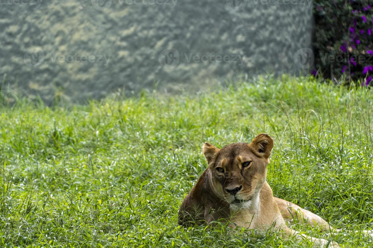 Panthera leo, lioness sitting on the grass resting, guadalajara zoo, mexico photo