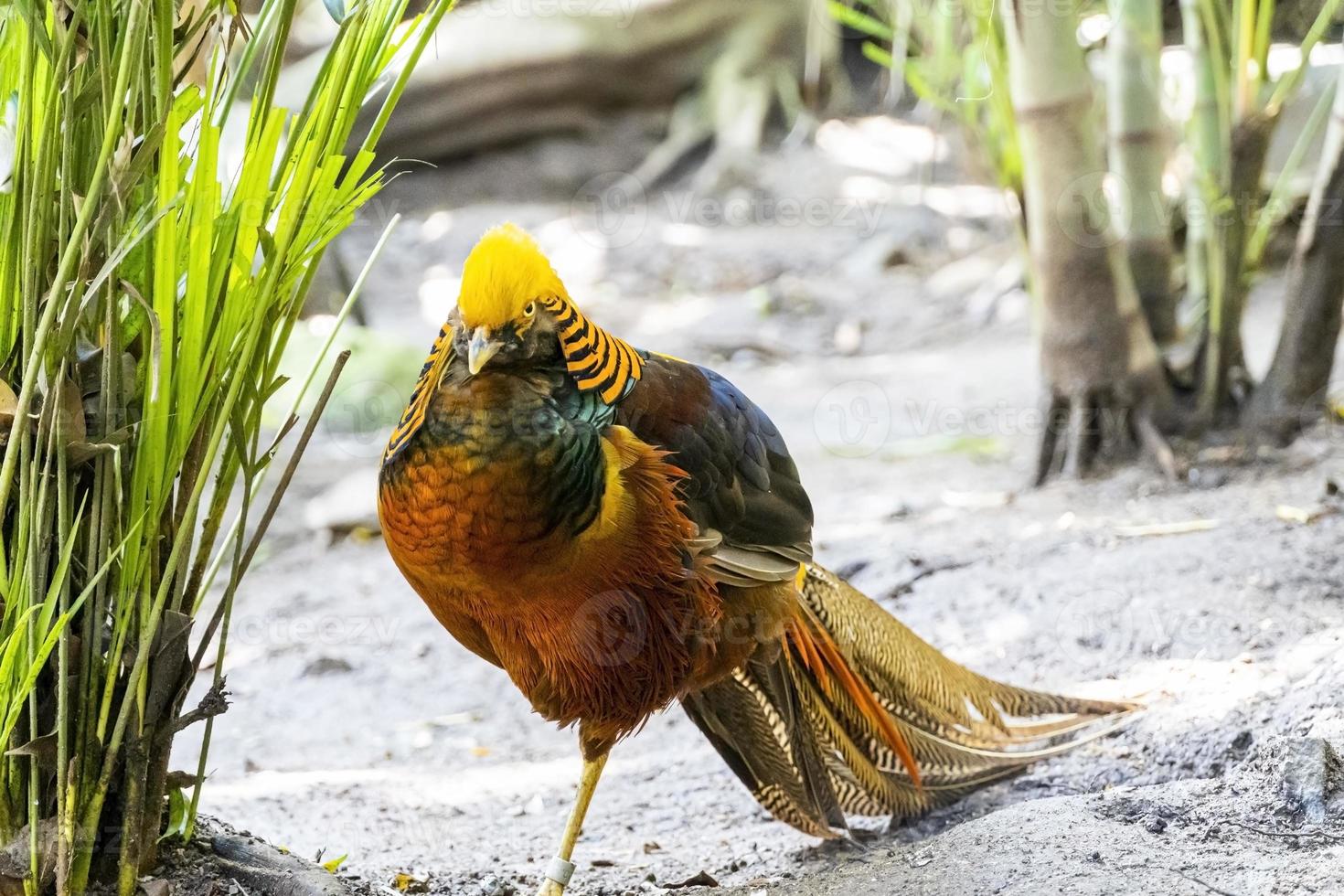 Chrysolophus pictus, golden pheasant beautiful bird with very colorful plumage, golds, blues, greens, mexico photo