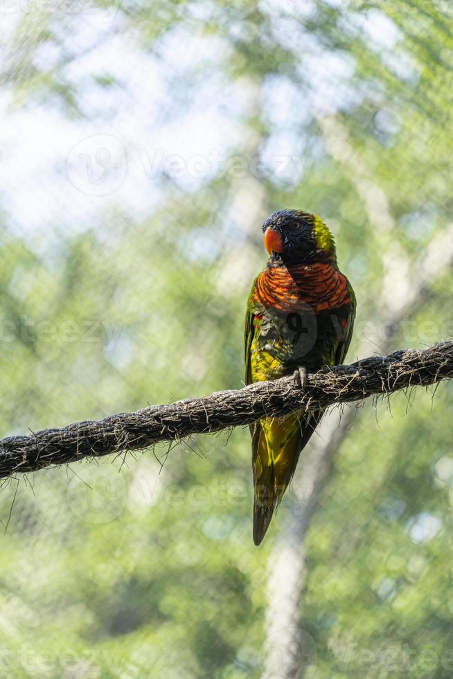 Trichoglossus haematodus haematodus rainbow lori, a bird that has a very beautiful color combination mexico photo