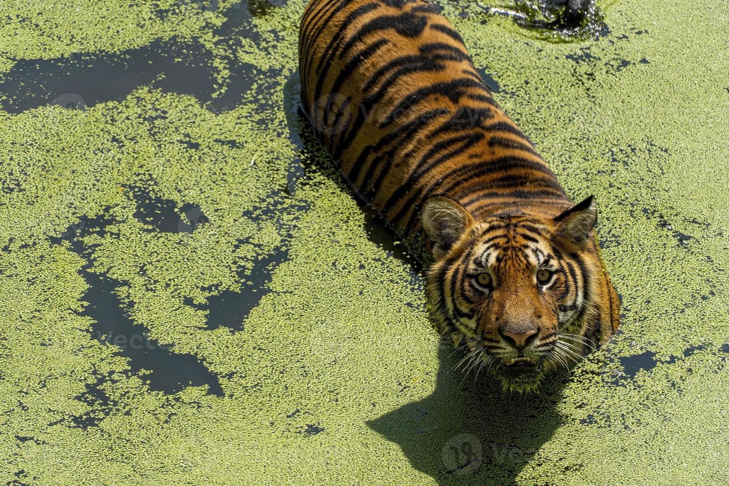 bengal tiger, Panthera tigris tigris, swimming to cool off, beautiful large feline, mexico, photo