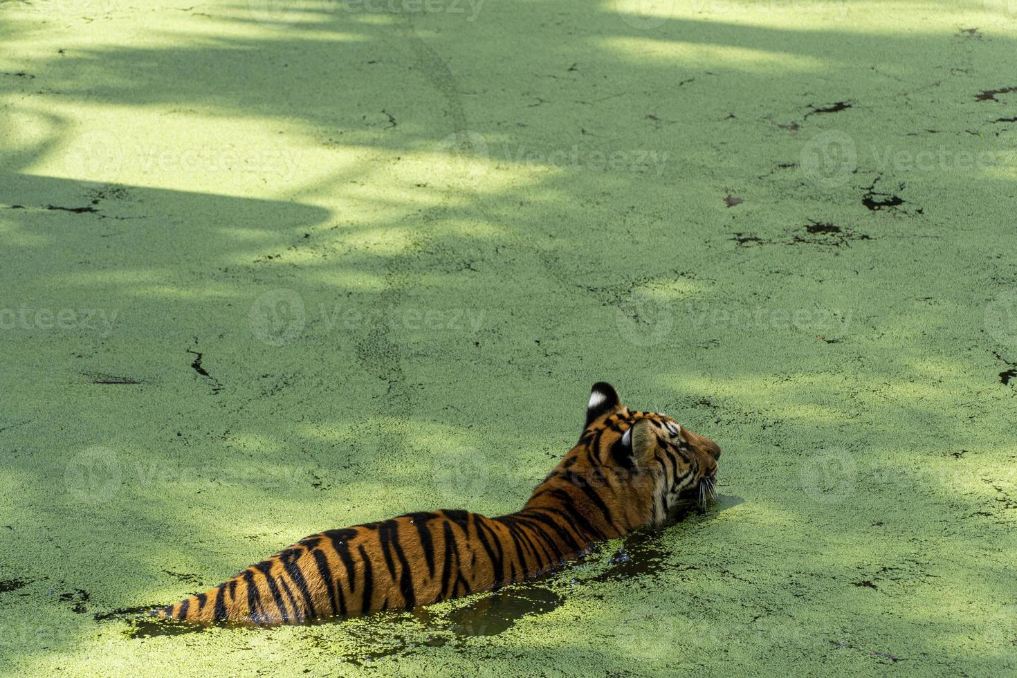 bengal tiger, Panthera tigris tigris, swimming to cool off, beautiful large feline, mexico, photo