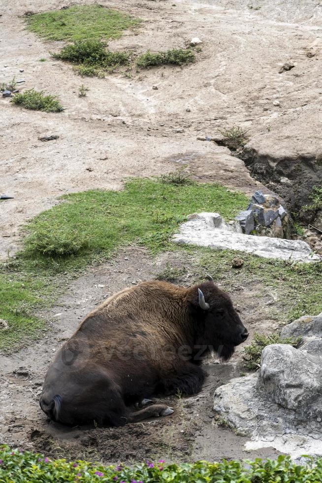 american bison, sitting next to a stone resting, zoo, mexico photo