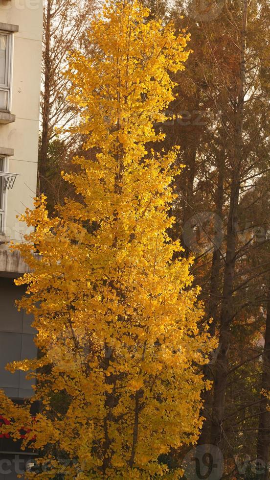 The beautiful city view with the yellow autumn leaves and old buildings under the warm autumn sunlight photo