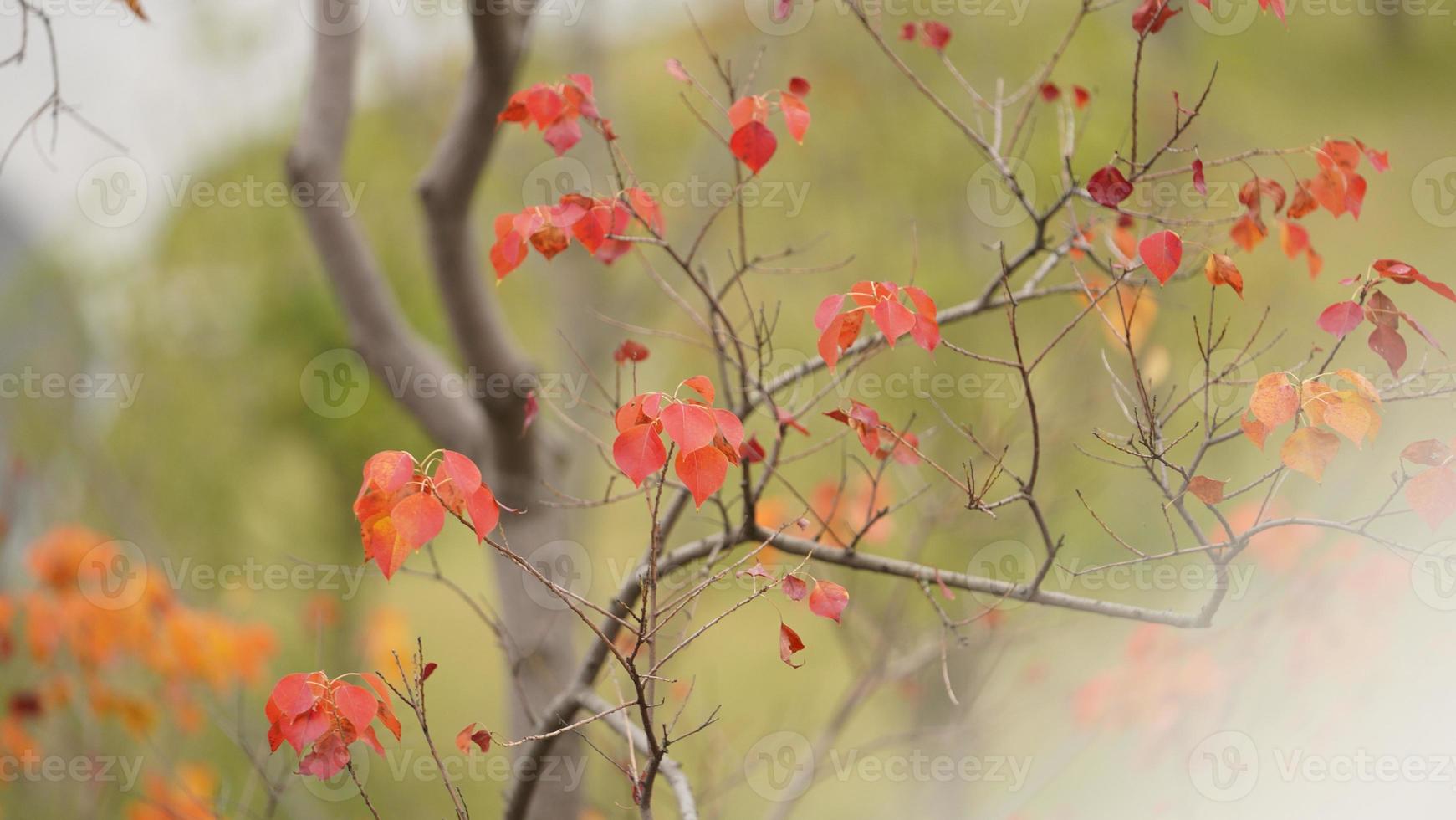 The beautiful autumn view with the colorful leaves on the tree in the city photo