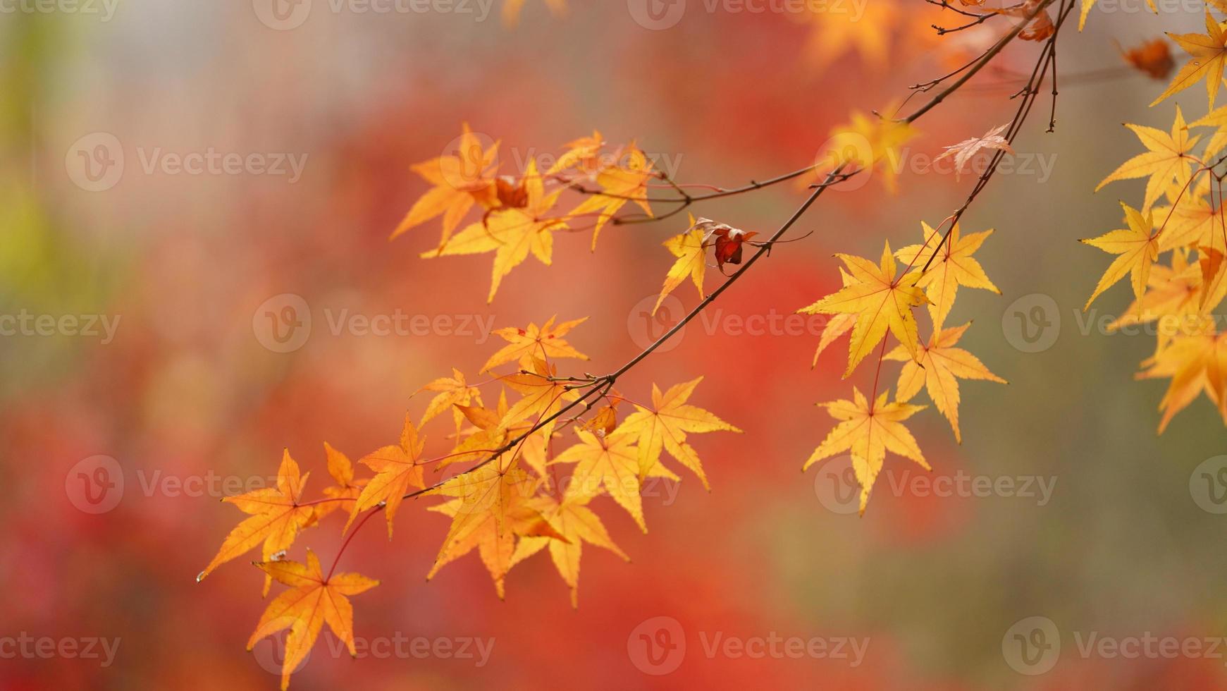 The beautiful autumn view with the colorful leaves on the tree in the city photo