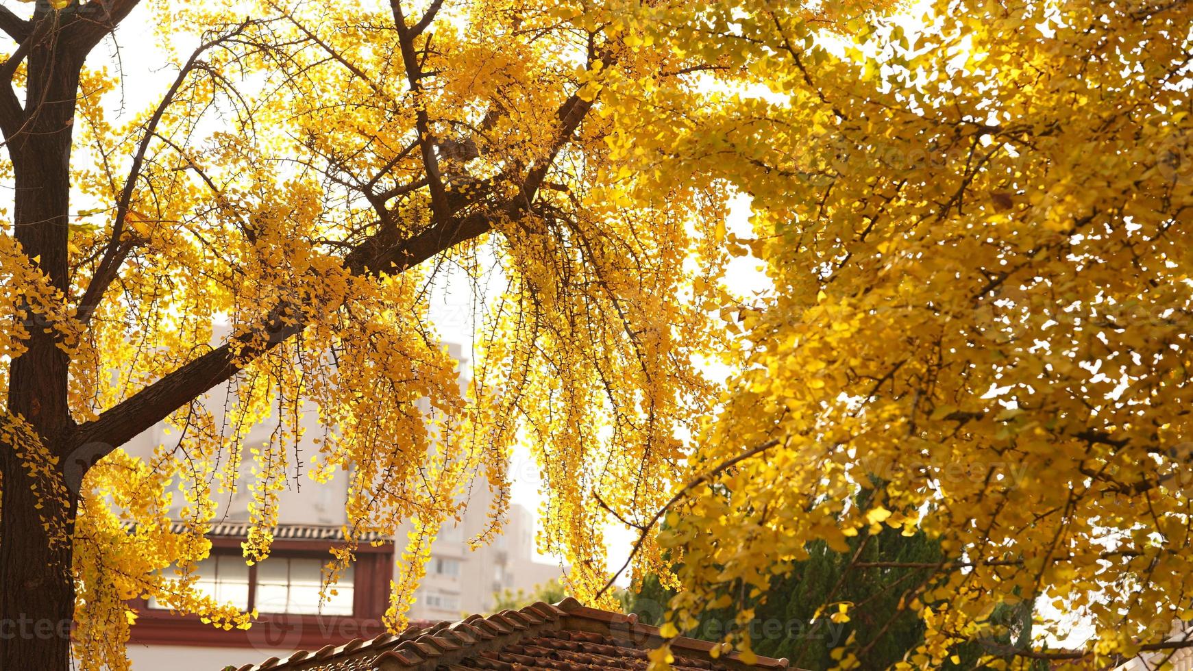The beautiful city view with the yellow autumn leaves and old buildings under the warm autumn sunlight photo