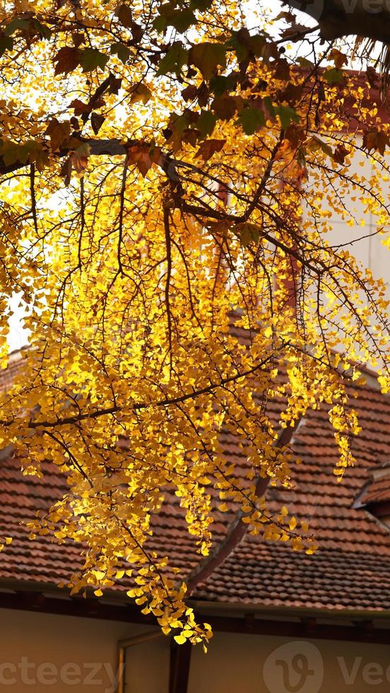 The beautiful city view with the yellow autumn leaves and old buildings under the warm autumn sunlight photo